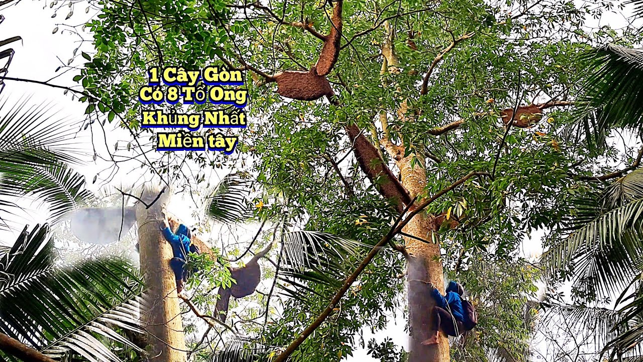 Độc Nhất Cây Gòn Cổ Thụ Có 8 TỔ Ong Khổng Lồ Đều Có Bầu Mật KHỦNG HOẢNG | The tree has 8 beehives.