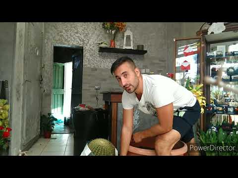 Video: Come Legare Un Cactus