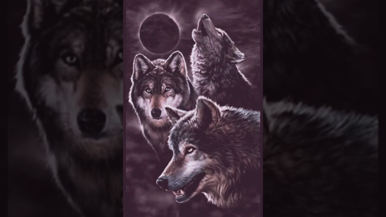 صوت الذئاب مخيف جدا على اليوتيوب