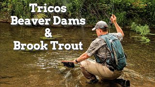 Fly Fishing for Wild Brook Trout During the Trico Hatch - Central, NY by Dead Drift Outdoors 2,828 views 9 months ago 22 minutes