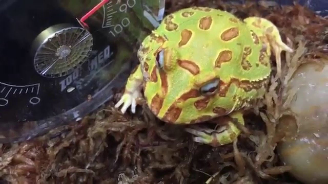 Pacman frog meal worms