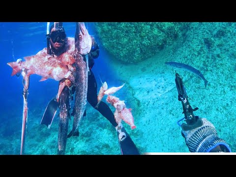 Big Mutton Snapper & 2 Big Barracudas Speared Along With Huge Parrots