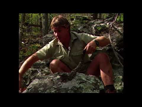 Video Steve Irwin Timber Rattlesnake, Part 2 - youtube
