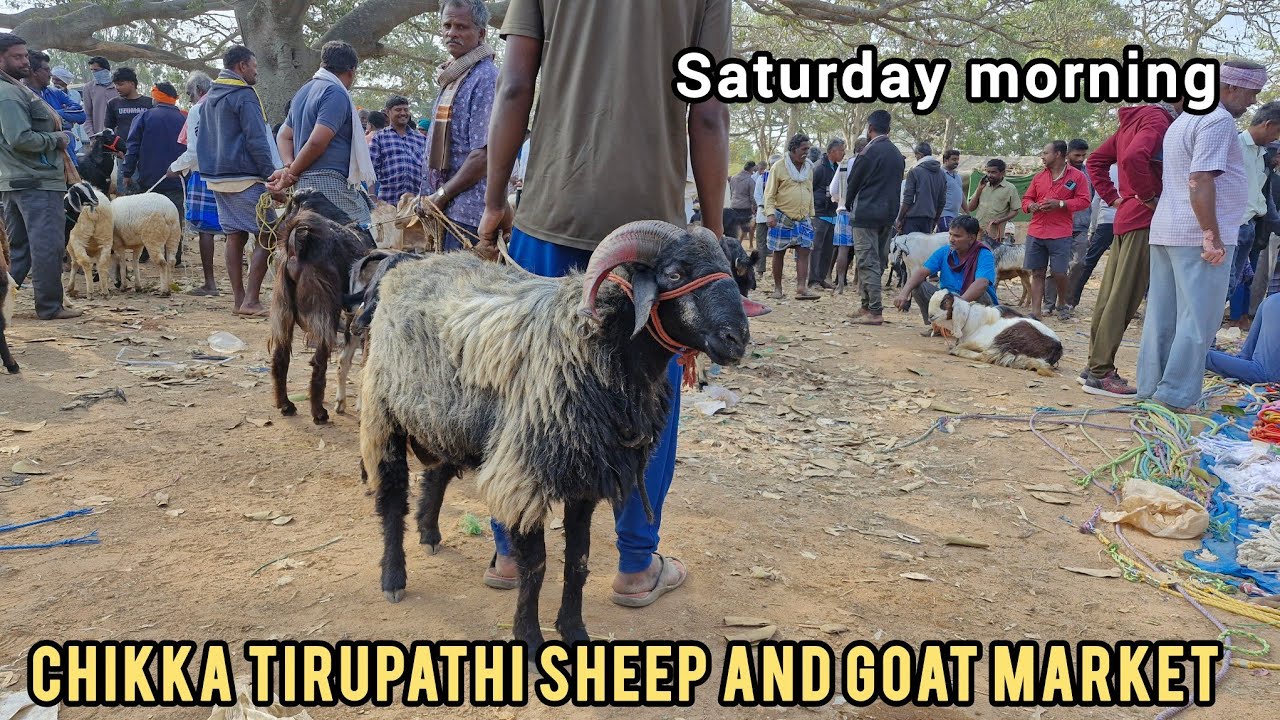 Chikka Tirupathi Sheep and Goat market full detail video