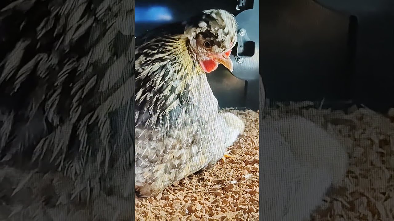 CEBU PHILIPPINES RAISING FANCY CHICKENS Pets Animals Chickens Birds Wildlife Nature Travel