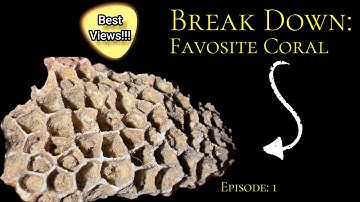 🔍 Break Down: Favosite Coral Fossil Episode 1 #teamrockit #fossils #rockhounding