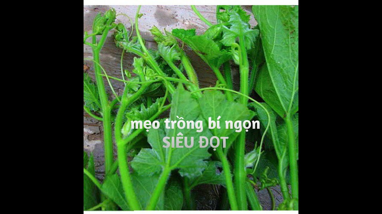 Cách trồng rau bí ngọn thu hoạch hơn 90 ngày. Trồng, chăm sóc và hái ...