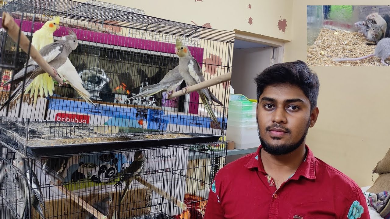 Huge variety of pets available at reasonable prices at lowest price in