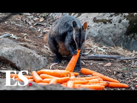 Australia fires: Carrots and sweet potatoes air-dropped to feed displaced wallabies