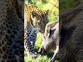 هجوم النمر على الخنزير البري
