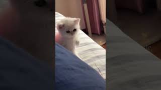 Funny cat