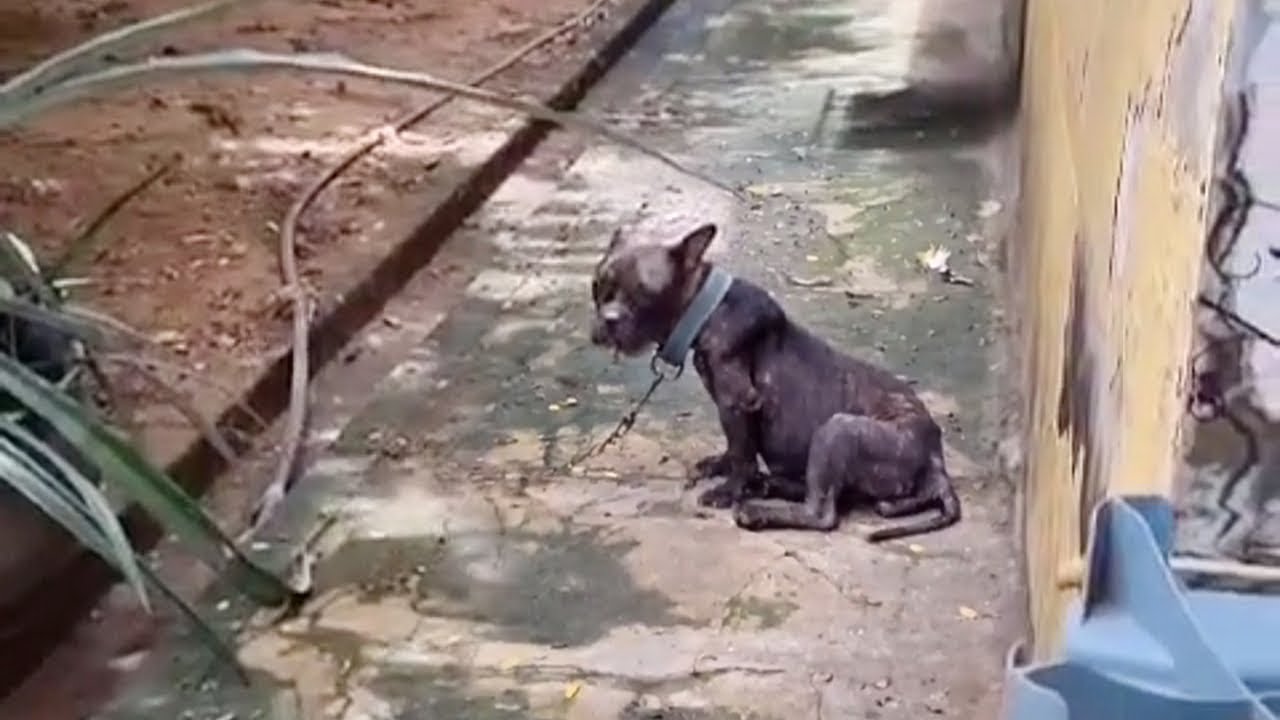 What Is Considered Animal Cruelty In Texas What Is Considered Animal Cruelty In Texas