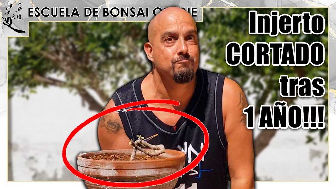 Cortando injerto un año más tarde - ÉXITO TOTAL