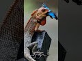 🔥 Butterfly Attacked in 1 Second 😳🦎 (Did You See It?)