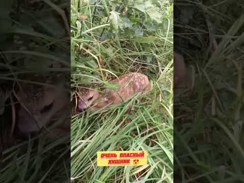 Люди встретили опасного хищника в лесу под Могилёвом #новости #беларусь