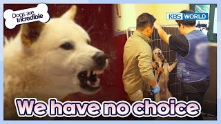 He's the scariest dog I've ever seen.. [Dogs are incredible : EP.1782] | KBS WORLD TV 230718