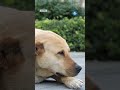¿Por qué se celebra el Día del Perro sin Raza el 28 de mayo?; 5 razones para adoptar un lomito