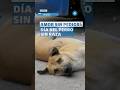 ¿Por qué se celebra el Día del Perro sin Raza el 28 de mayo?; 5 razones para adoptar un lomito