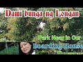 Park Near Our Boarding House/Dami bunga ng Longan pero di Makain?Bakit Kaya!