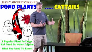 Cattails: The Perfect Pond Plant