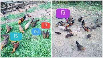 Gà Rừng Kênh Núi Rừng Tv Cần Chuyển Nhượng 4 Trống F3 & 1Trống 2 Anh Ai Cần Liên Hệ 0965723995