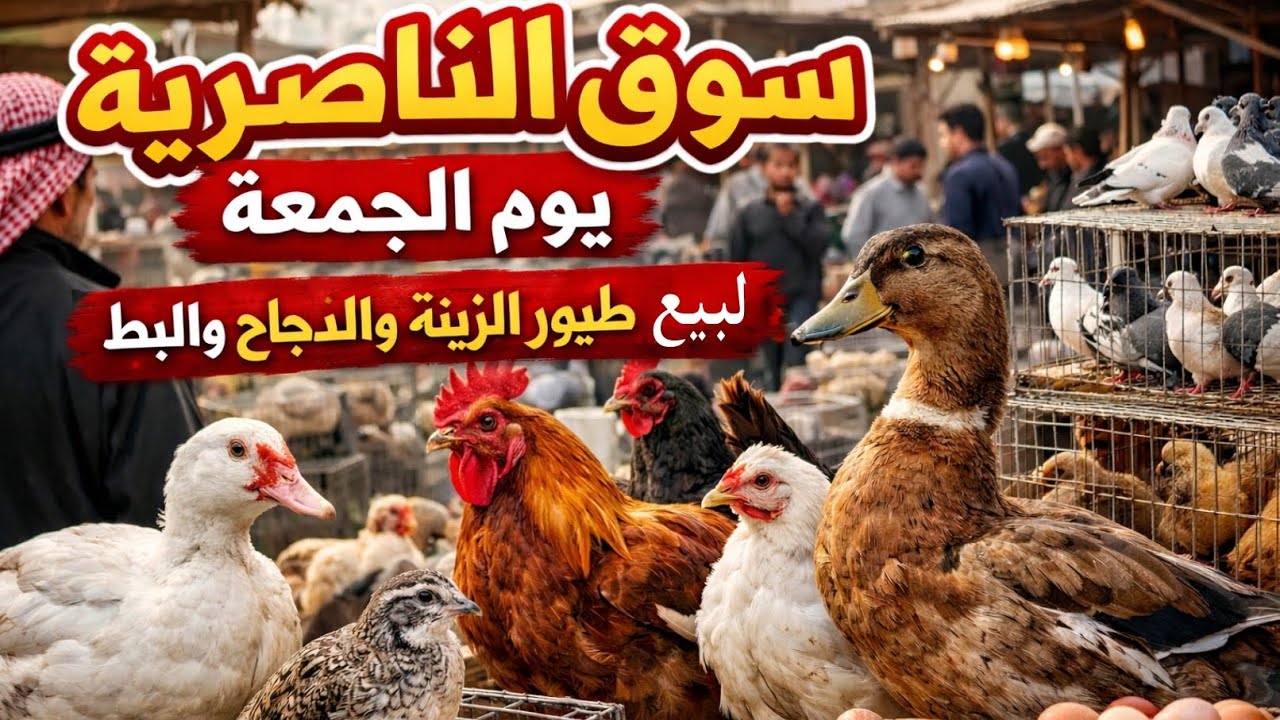 سوق الجمعة في الناصرية لبيع أنواع طيور الزينه والدجاج والبط و البلابل بتاريخ 20/فبراير/2026 