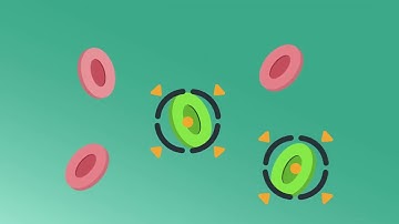 How Immunotherapy Works: Your Immune System’s Role in Fighting Cancer