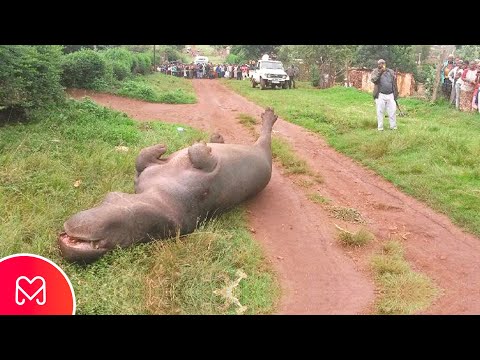 Video: Tamandua: Jedinstveni Anteater i poseban ljubimac