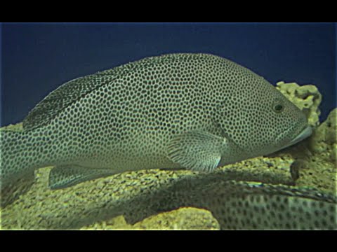 ホウセキハタの特徴 見分け方 写真から探せる魚図鑑 ホウセキハタの特徴 見分け方 写真から探せる魚図鑑