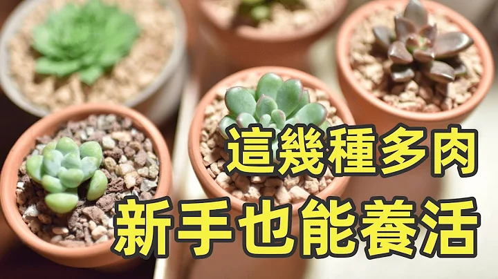 多肉植物品种：这些好看又好养，新手也能搞定！ - 天天要闻