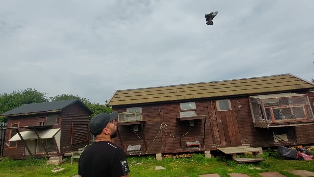 Gołebie pocztowe w Północnej Anglii. Lot z Lymn (172km). 