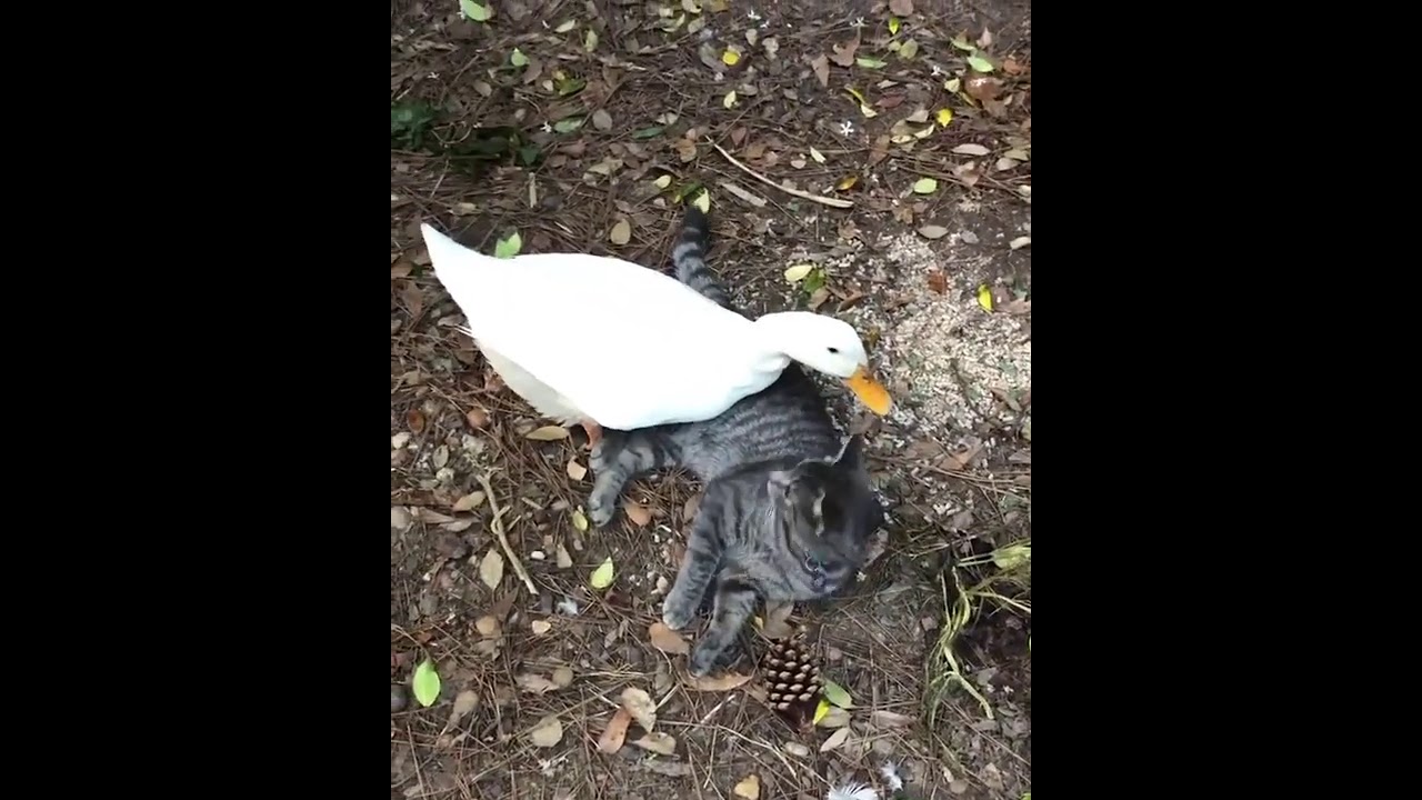 Duck and Cat Playfully Attack Each Other 1169428 YouTube