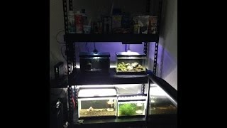 I have always want to organize my tanks and equipment in a very limited space/room. Searching for double to three tier iron rack 