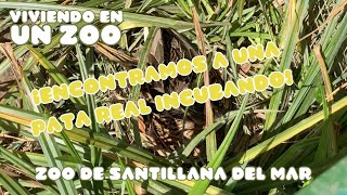 Viviendo en un zoo: ¡Encontramos a una pata real incubando! | Zoo de Santillana
