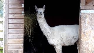 The Alpacas at Reaseheath Mini Zoo