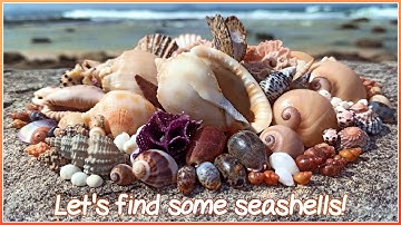 Finding Seashells at Low Tide | Gem Humphrey