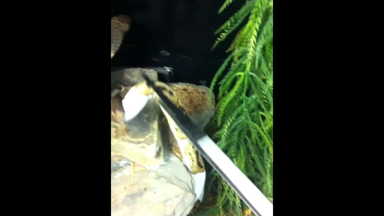 snake oil King cobra eating a piebald ball python