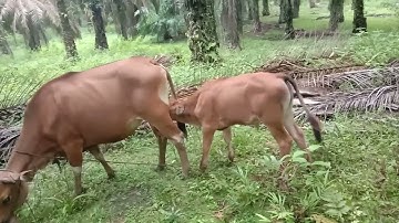 MEREVIEW SAPI INDUKAN BALI DAN ANAK SIMENTAL HASIL IB