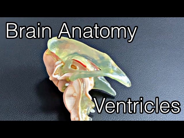 Ventricles Of The Brain Explained With A Diagram Bodytomy