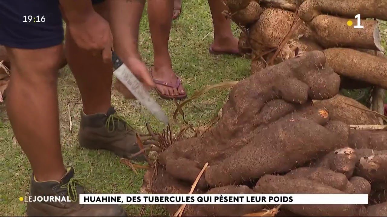 Huahine : les producteurs de tubercules à l'honneur !