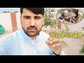 Finally dakhni teetar ky chicks nikal ay  pets vlogs  mg mini zoo