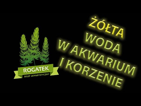 Wideo: Dlaczego Woda żółknie?