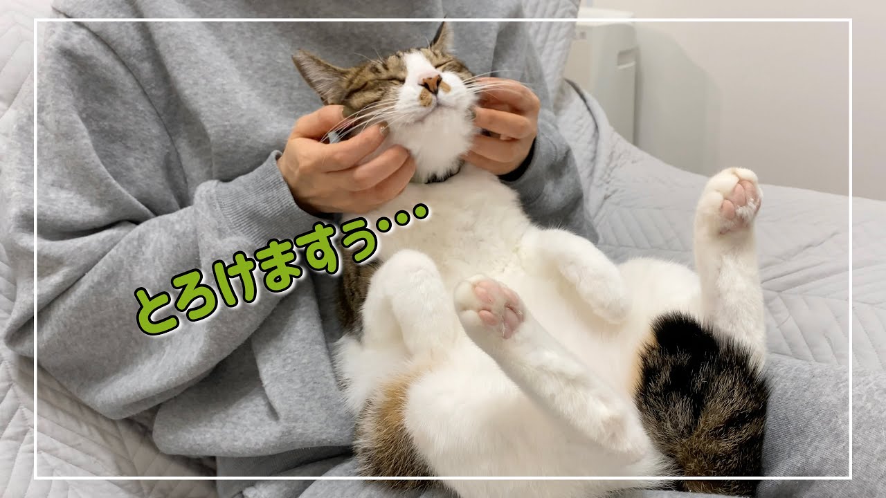 マッサージが気持ちよくて脱力感MAXのキジ白猫君がこちらです。笑【4K猫動画】