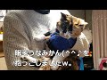 【猫抱っこ】眠たいみかんを抱っこしたら小さく可愛く鳴いた[Cat hug]