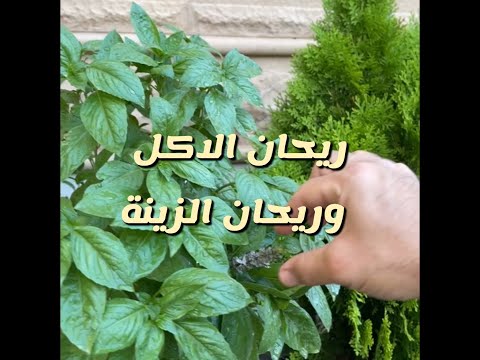 الفرق بين ريحان الأكل والزينة من سناب ايو مشاري
