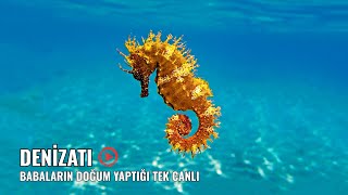 DENİZATLARI | Denizatlarının Sırlarla Dolu Dünyası |  Hayvanlar Alemi