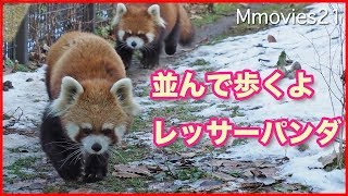 並んで歩くレッサーパンダの隊列を乱す者とはRed Pandas walk side by side