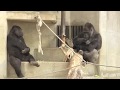 シャバーニと奥様のアイ⑥Shabani & wife Ai. fighting, reconciliation