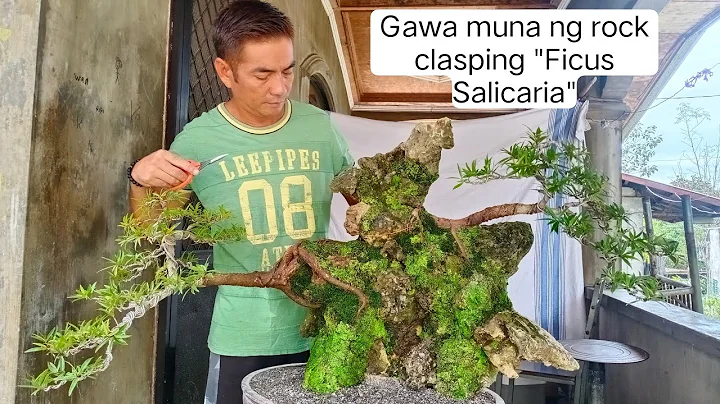 Gawa muna ng rock clasping "Ficus Salicaria" #bonsai