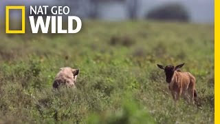 Baby Wildebeest Meets Baby Hyena | Destination WILD